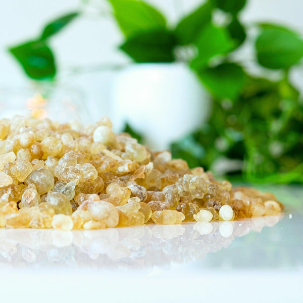 Frankincense Resin - Frankincense Pure – tagged 